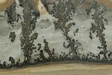 Triassic Aged Stromatolite Fossil - England #327011-1